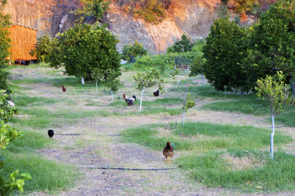 Chickens of Çıralı