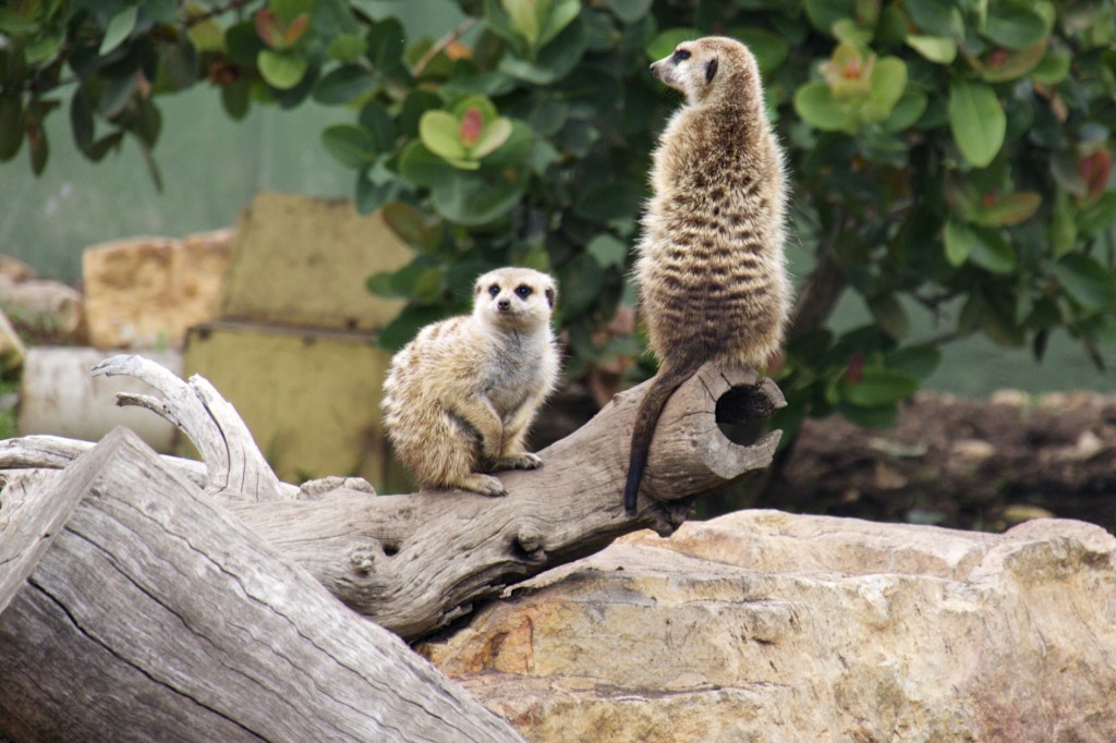 Meerkats! I wanted to take one home.