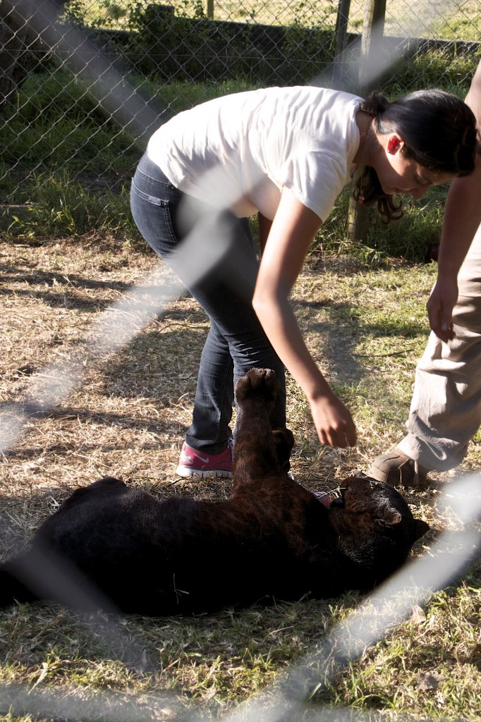 I got to play with a panther cub; he kept charging and pouncing at me as I were a rag doll.