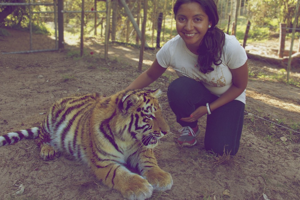 This tiger cub was about 9 months old