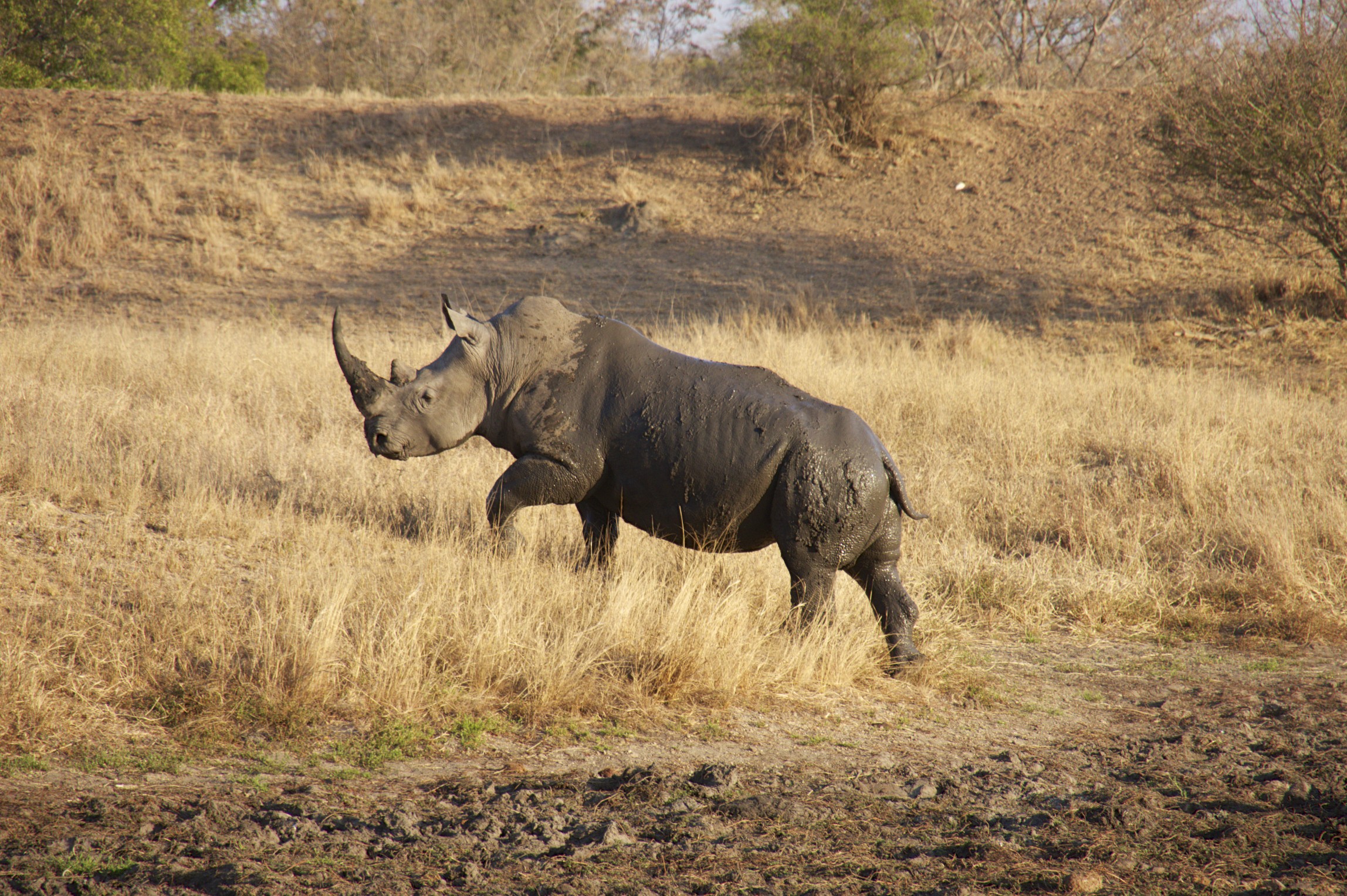 Endangered Rhino walking