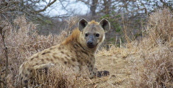 Hyena south africa