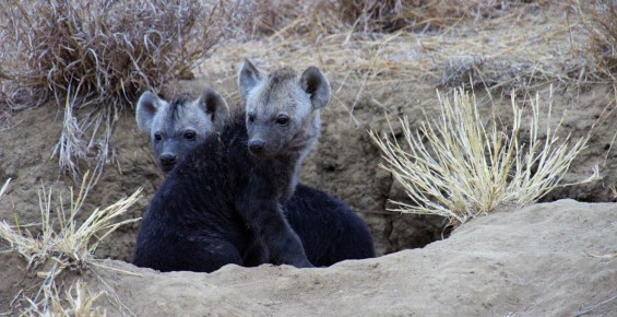 hyena cubs 2