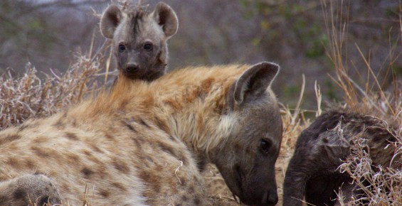 Hyena family