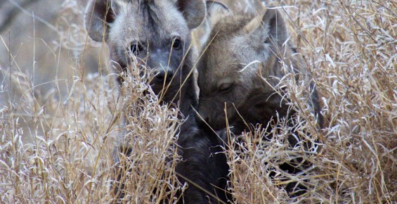 hyena cubs