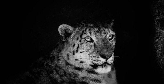 Leopard Sydney Zoo