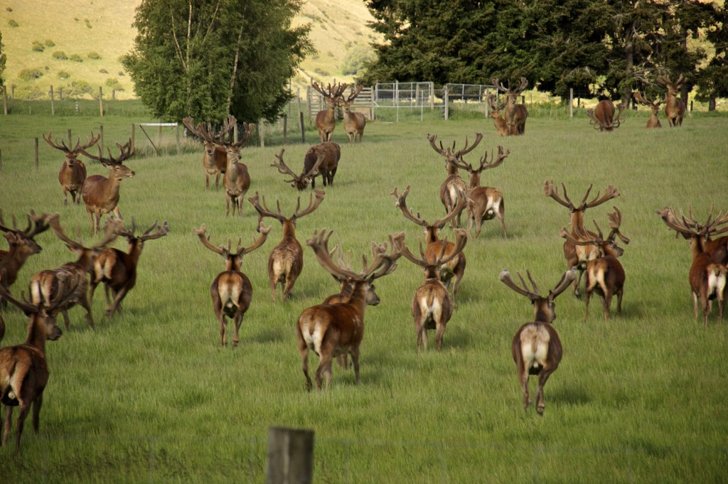 Reindeer! Humpty scared them off while trying to take her millionth video.