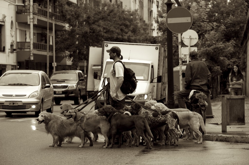 I've never seen these many dogs with a dog walker---not even in NYC