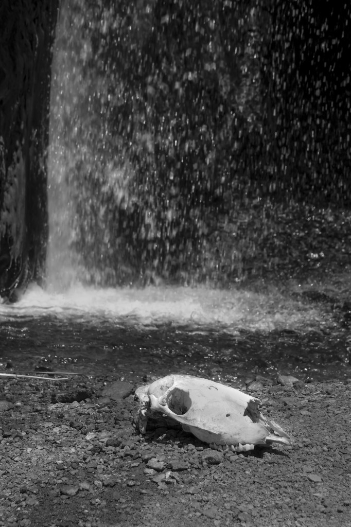 We found a random skull by the waterfall